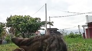 Cat bathe
