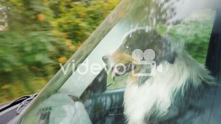 Dog traveling