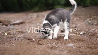 Dog siberian
