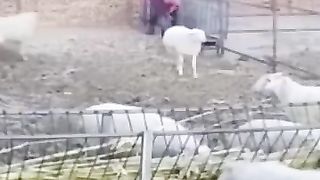 Wee videos 74
