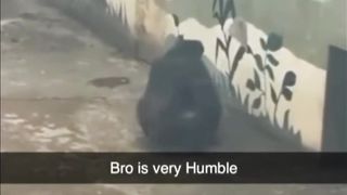 Very Funny video monkey watch and Subsrcribe