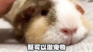 The student party is a good pet to keep