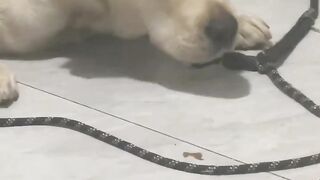 The dog is sad