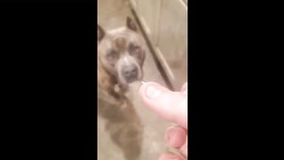 Best Funny Animals Videos Cute Cats and Crazy Dogs