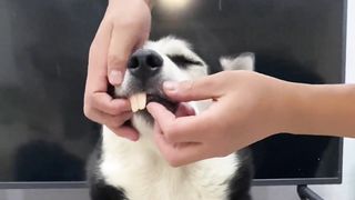 On the rivalry of pet owners