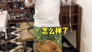 On the reaction of the Golden Retriever