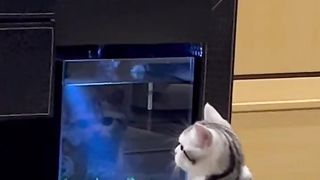 My cat looks at the fish tank very carefully