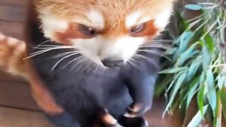 Cute red fox