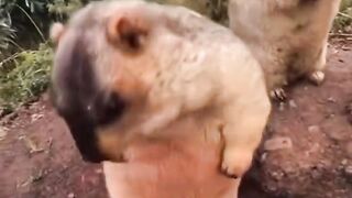 Strange animals