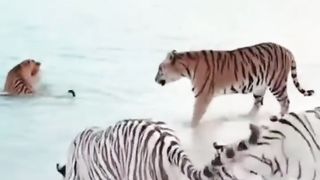 Tiger cubs on the beach