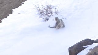 Two Bob cats in the snow