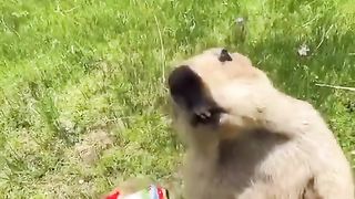 Friendly animal
