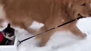 Dog sledge