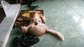 Kucing 4