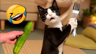 Try Not to Laugh Challenge! Funny Fails | Fails of the Week 2