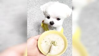 Funniest Cats and dogs ???? Best funny video