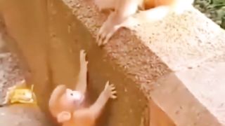 Cute Funny Animals Compilation