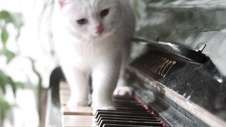 Cats played piano