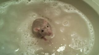 Rat Takes A Bath