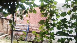 Planting green grapes in the yard