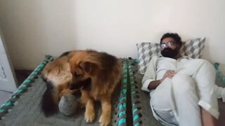 German Shepherd