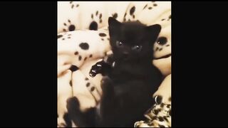 Baby Cats Funny and Cute Cats compilation