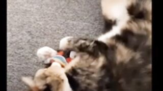 Funny videos 186