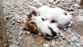 Kittens Are Sleeping Funny On Each Other