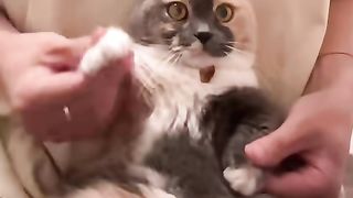 Cat ringtone