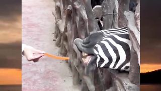Zebra 2