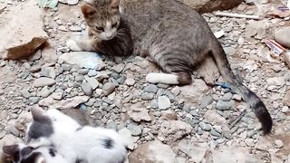 Mama cat is looking after her kittens watchfully