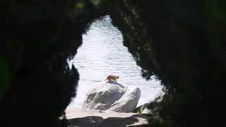 Meeting the Cat by the Sea