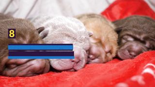 Cute Dog 9