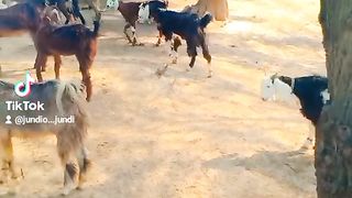 Chulistani goat ????