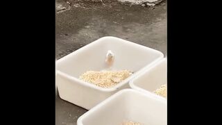 Cute baby animals Videos Compilation cute moment of the animals #16 Cutest Animals 2023