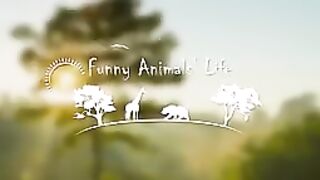 cat dog funny momnt