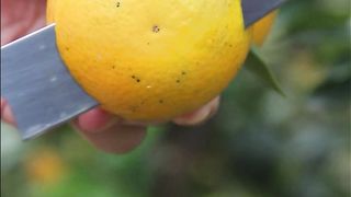 Chinese oranges are very delicious, fresh and delicious