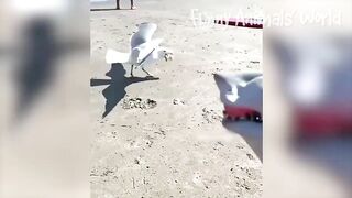 Funniest Animal Videos 2022 ???? - Best Funny Dogs And Cats Videos ????#2