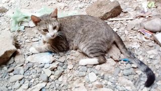 This is the most beautiful pet cat of mine