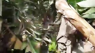 Banana farm sindh