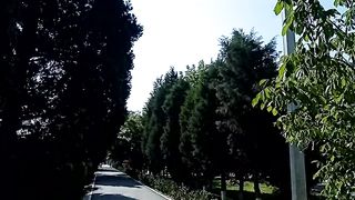 ГОРОДСКАЯ АЛЛЕЯ
