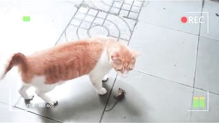 Orange Cat Playing With Mouse After Catching It 2 - Viral Cat
