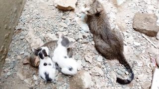 Its really cute kittens of mom cat
