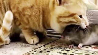 Kucing vs tikus