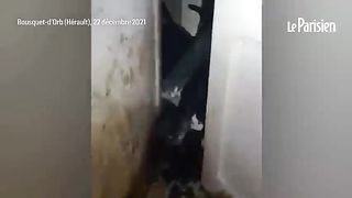 Maltraitance animale : 50 chats retrouvés affamés au milieu d'excréments dans 50 m2