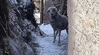 Funny and cute pet, share it with interesting people