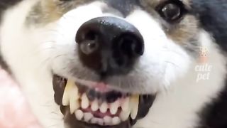 Funny dog, share it with interesting people