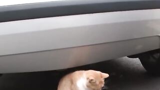 MАMА KOTKА