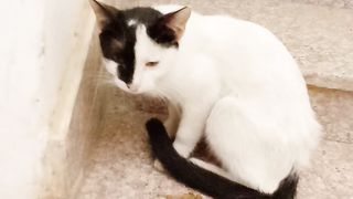 So cute cat 2
