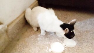 Adorable cat is drinking healthy milk asmr